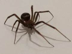 Steatoda