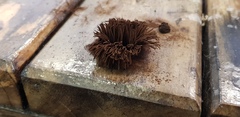 Stemonitis axifera