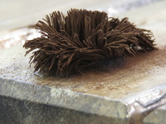 Stemonitis axifera