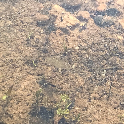iNaturalist observation photo of Brine Shrimp and Fairy Shrimp