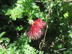 Calliandra haematomma
