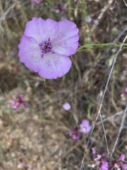 Clarkia cylindrica