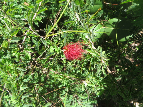 Image of Calliandra haematomma by (c) Ben Machado, some rights reserved (CC BY)