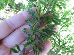 Calliandra haematomma