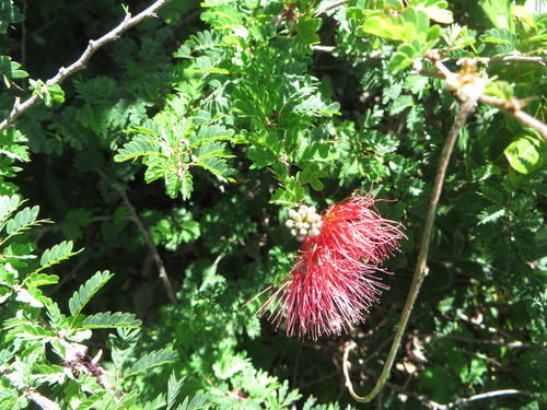 Image of Calliandra haematomma by (c) Ben Machado, some rights reserved (CC BY)