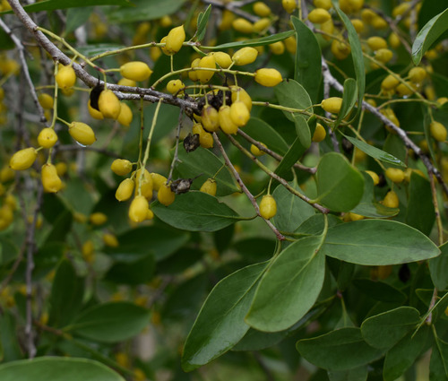 Denhamia disperma observed 2024-02-28