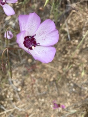 Clarkia cylindrica