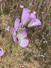 Clarkia cylindrica