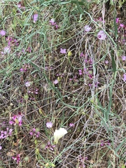 Calystegia longipes
