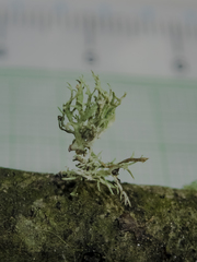 Heterodermia leucomelos