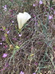 Calystegia longipes