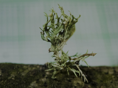 Heterodermia leucomelos