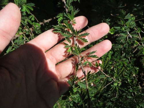 Image of Calliandra haematomma by (c) Ben Machado, some rights reserved (CC BY)