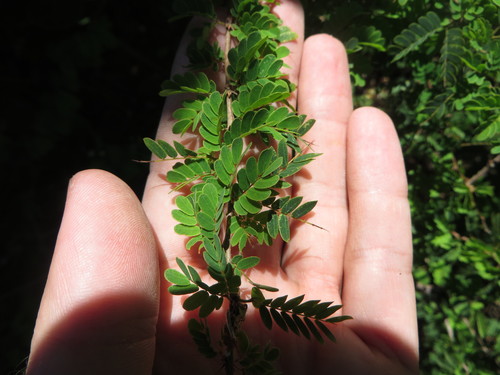 Image of Calliandra haematomma by (c) Ben Machado, some rights reserved (CC BY)