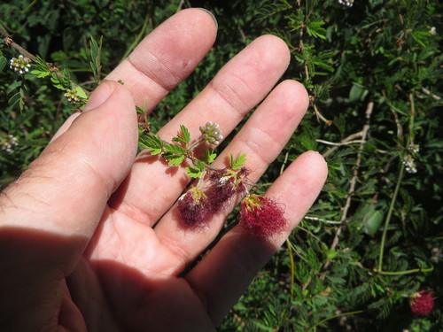 Image of Calliandra haematomma by (c) Ben Machado, some rights reserved (CC BY)