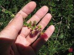 Calliandra haematomma