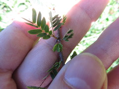 Calliandra haematomma