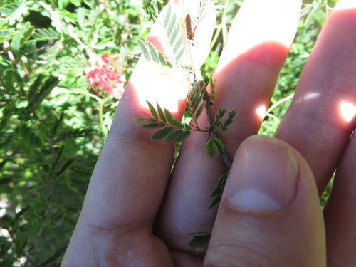 Image of Calliandra haematomma by (c) Ben Machado, some rights reserved (CC BY)