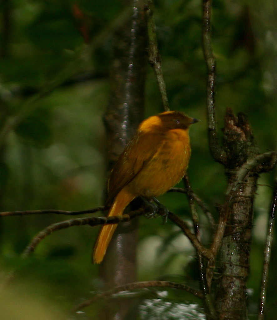 Golden Bowerbird from Paluma Dam Road, Paluma QLD, Australia on March ...