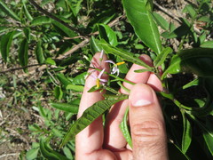 Solanum bahamense