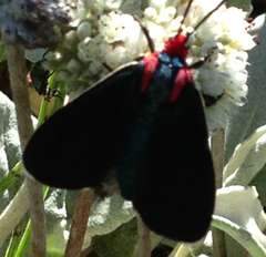 Ctenucha rubroscapus