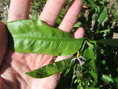 Solanum bahamense