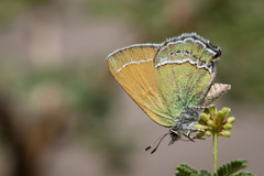 Callophrys mcfarlandi