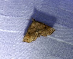 Throana pectinifer