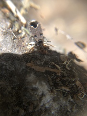 Melanotelus bipunctatus