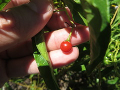 Solanum bahamense