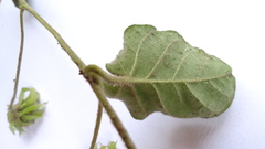 Jacquemontia bracteosa