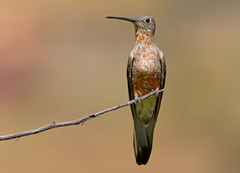 Giant Hummingbird photo 3
