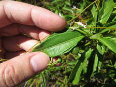 Solanum bahamense