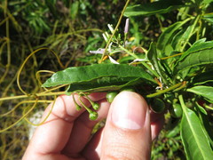 Solanum bahamense