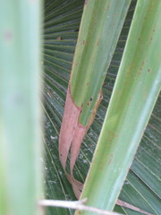 Anolis smaragdinus