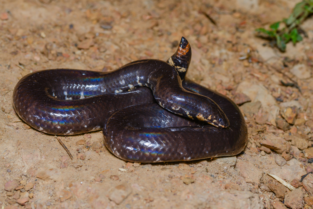 Jodi's Pipe-Snake