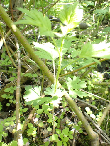 Image of Ribes hirtellum by no rights reserved