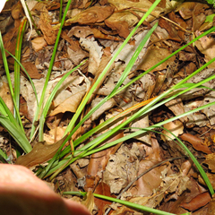 Carex blanda