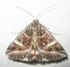 Cerocala vermiculosa