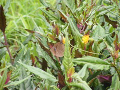 Euploea sylvester swinhoei