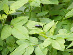 Tachypompilus analis