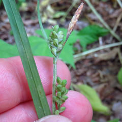 Carex blanda