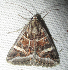 Cerocala vermiculosa