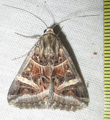 Cerocala vermiculosa