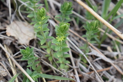Cruciata glabra krylovii