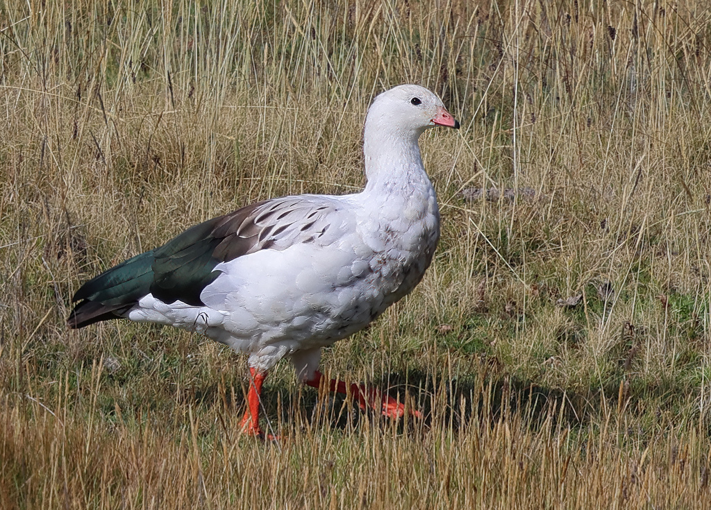 Andean Goose