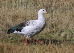 Andean Goose photo 1