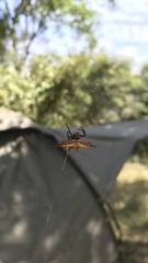 Gasteracantha sanguinolenta