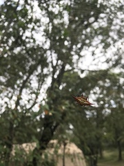Gasteracantha sanguinolenta