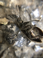 Coleoptera